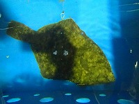 マコガレイ