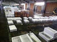 酒津～泊の水揚状況