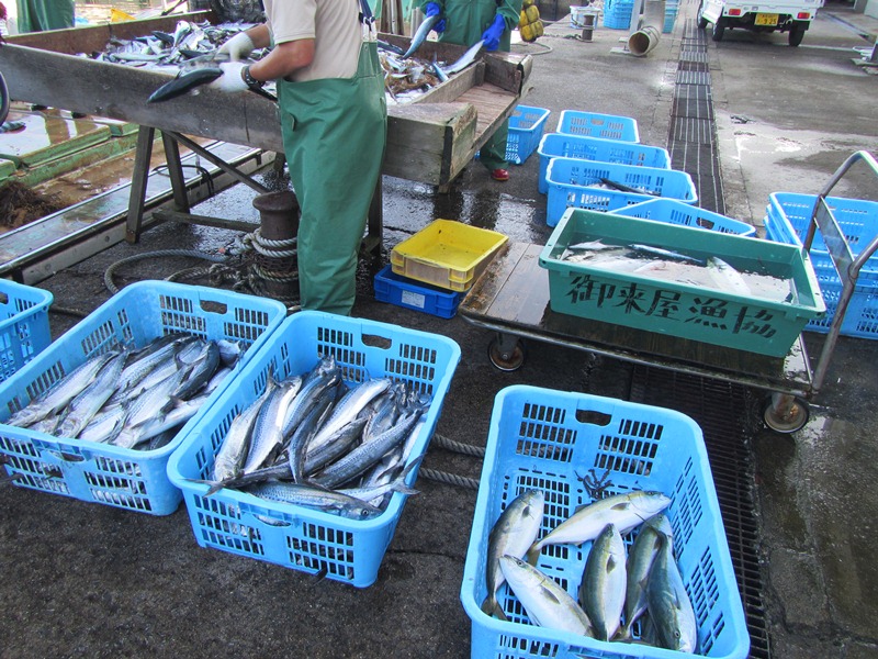 御来屋の定置網の水揚げ