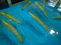 活ケンサキイカ（白いか）