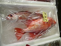 アカムツとチカメキントキダイ