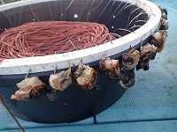 イシダイはえ縄