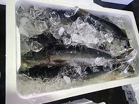 ハマチ（ブリの若魚）