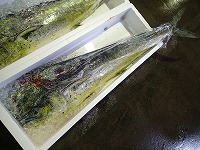シイラ