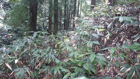 ササが生い茂る状況