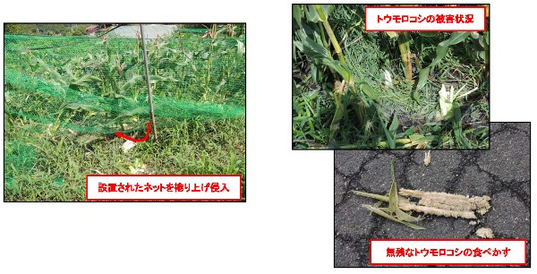 トウモロコシの被害状況