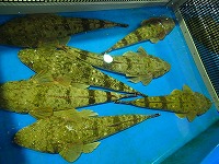 マゴチ