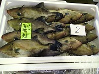 ウマヅラハギ