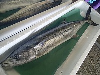 サワラ1入