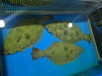 ヒラメ