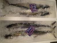 サワラ