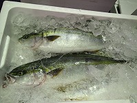 ハマチ（ブリの若魚）