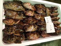 カサゴ