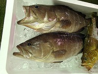 マハタ