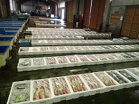 賀露の水揚げ