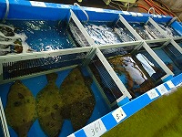 活魚（ヒラメ等）