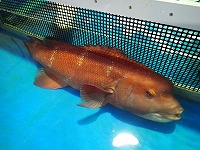 コブダイ