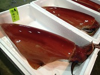 ソデイカ（赤いか）