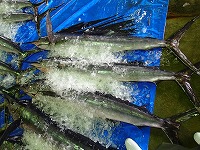 バショウカジキ