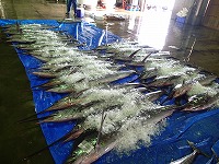 バショウカジキ