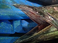 カマスサワラの歯