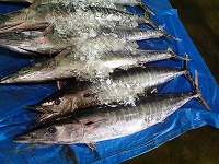 カマスサワラ