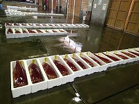 賀露のソデイカ