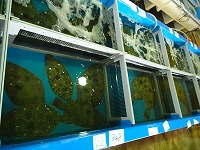 活魚（主にヒラメ）