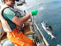 イシダイはえ縄試験操業