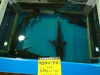 クロダイの試験出荷