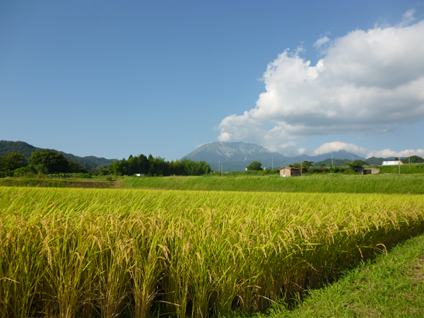 田んぼと大山