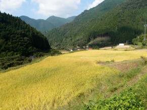 板井原集落田園風景