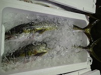 ヒラマサ
