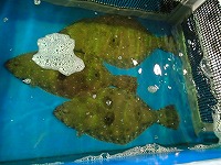 ヒラメ