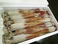 ケンサキイカ（白いか）