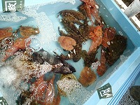 沖底　活魚
