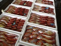 沖底　キダイ