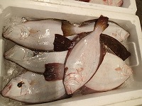 ヒラメ（放流魚が2尾）