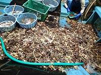 モミジガイ（ヒトデ）が大量発生