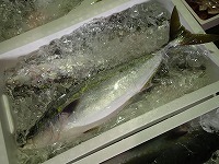 ハマチ（ブリの若魚）