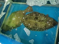 ヒラメ