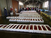 賀露の水揚げ状況