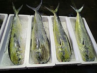 シイラ