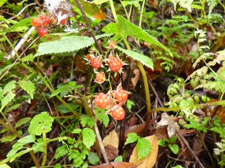 木陰に赤い実をつけるミヤマフユイチゴ