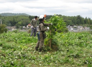クズの除去