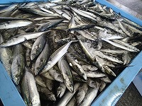 定置網で入網したサゴシ