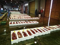 賀露の水揚げ状況