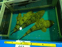 マゴチ