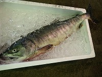 シロザケ