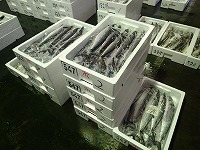 サゴシ(サワラの未成魚)